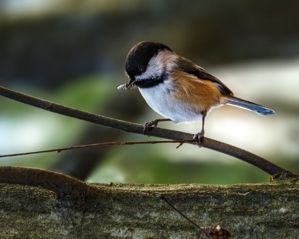 Chickadee