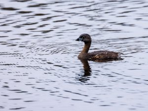 Pied-billed Grebe