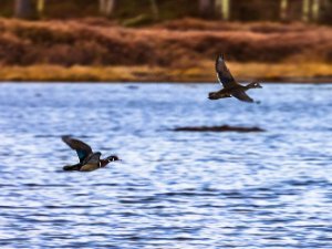 Wood Duck