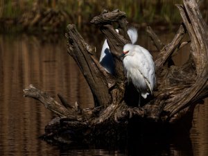 Snowy Egret