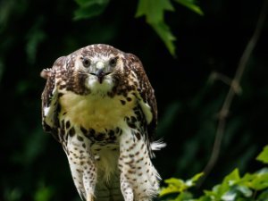 Red-tailed Hawk