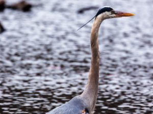 Heron