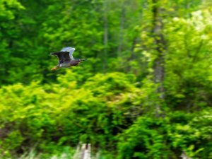 Green Heron