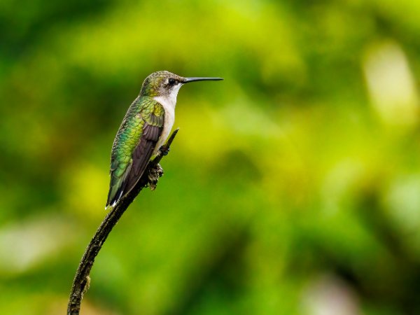 Hummingbirds