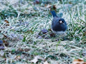 Junco