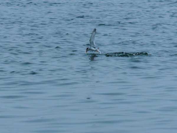 Least Tern