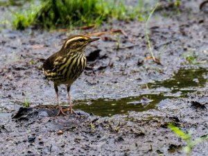 Northen WaterThrush