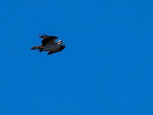 Osprey