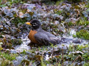 Robin