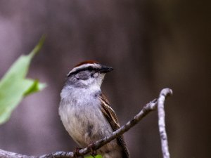 Chipping Sparrow