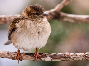 House Sparrow