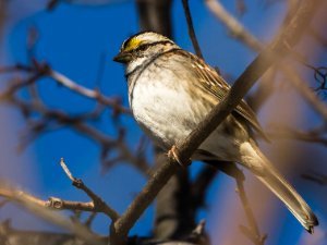 Sparrow
