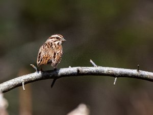 Tree Sparrow
