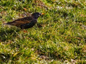 Starlings