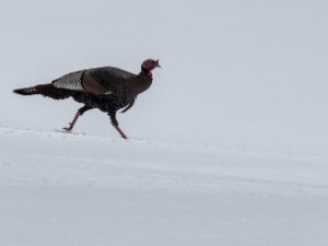 Turkey