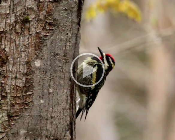 Yellow-Bellied Sapsucker