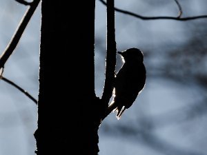 Woodpeckers