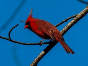 Cardinals