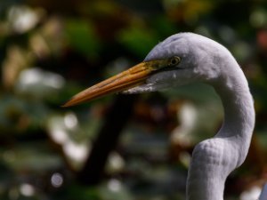 Egret