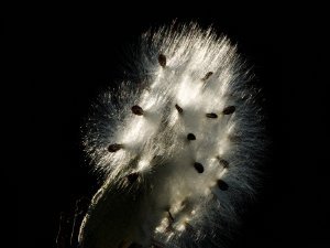 Milkweed