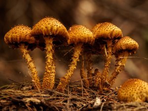 Mushrooms