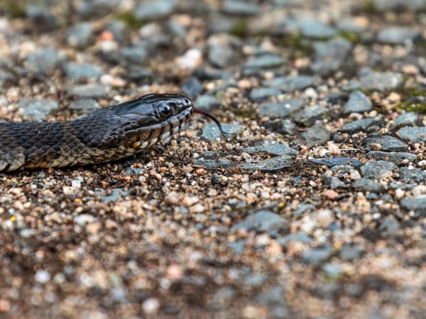 Snakes