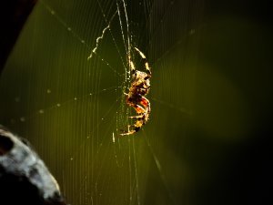 Spiders