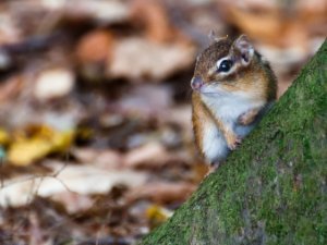 Squirrels & Chipmunks
