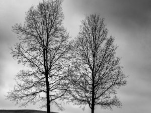 Trees