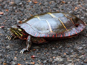 Turtle