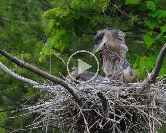 Blue Heron_4k_1