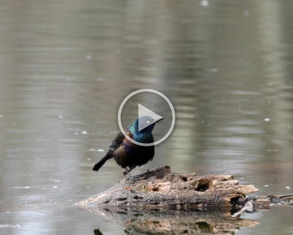 Common Grackle