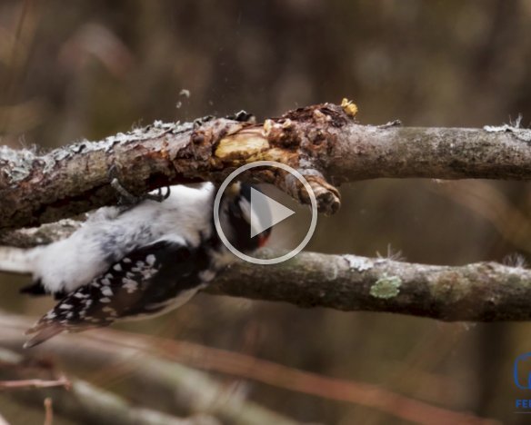 Downy Woodpecker