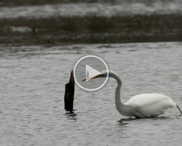 Snowy Egret